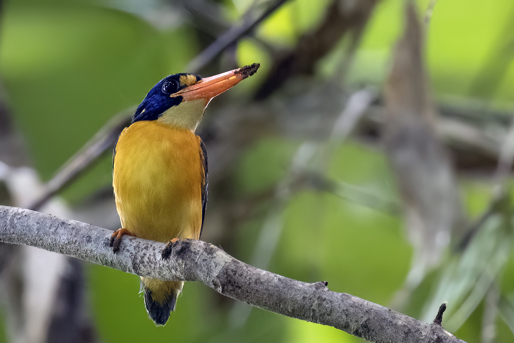 New Georgia Dwarf Kingfisher (image by Paul van Giersbergen)