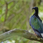 Nicobar Pigeon (image by Paul van Giersbergen)