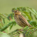 Nilgiri Pipit (image by Craig Robson)