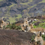 Nilgiri Tahrs (image by Craig Robson)