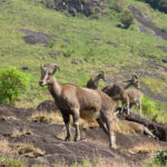 Nilgiri Tahrs (image by Craig Robson)
