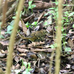 Nilgiri Thrush (image by Craig Robson)