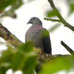 Nilgiri Wood Pigeon (image by Craig Robson)