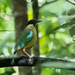 Noisy Pitta (image by Simon Mitchell)