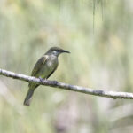 Olive Honeyeater (image by Dáni Balla)