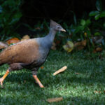 Orange-footed Scrubfowl (image by Simon Mitchell)