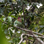 Ornate Fruit Dove (image by Dáni Balla)