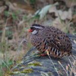 Painted Bush Quail (image by Craig Robson)