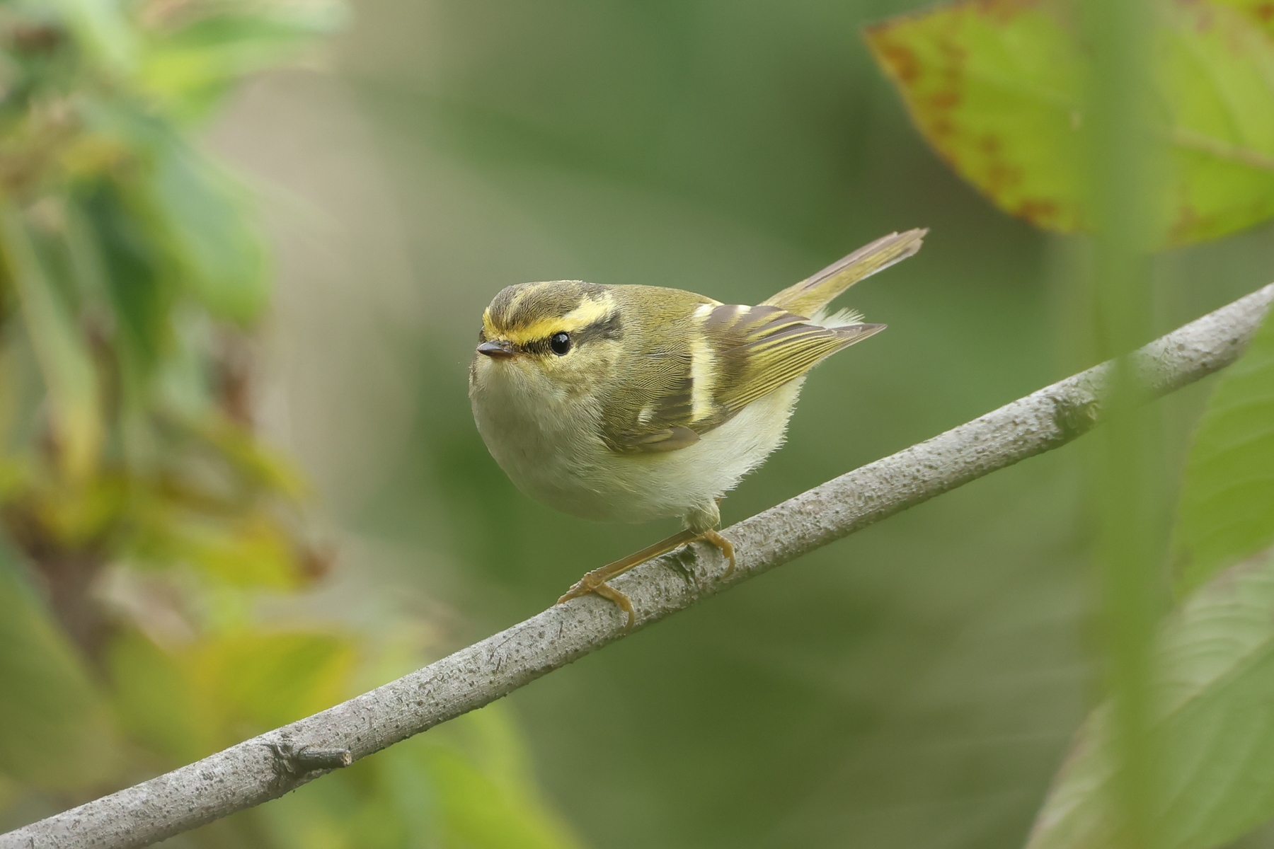 Pallas's Leaf Warbler (image by Vincent van der Spek)