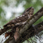Papuan Frogmouth (image by Simon Mitchell)