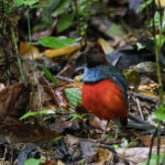 Papuan Pitta (image by Dáni Balla)