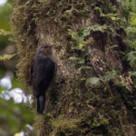 Papuan Treecreeper (image by Dáni Balla)