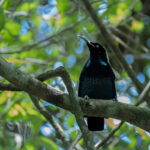 Paradise Riflebird (image by Simon Mitchell)