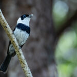 Pied Monarch (image by Simon Mitchell)