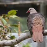 Pink Pigeon (image by Hannu Jännes)