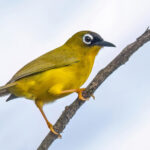 Ranongga White-eye (image by Paul van Giersbergen)