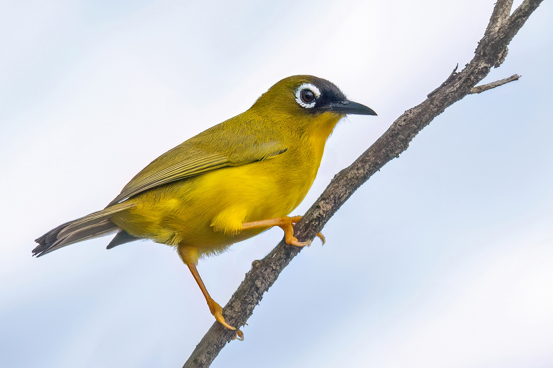 Ranongga White-eye (image by Paul van Giersbergen)