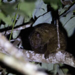 Reclusive Ring-tailed Possum (image by Dáni Balla)