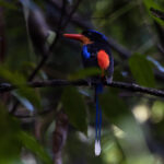 Red-breasted Paradise Kingfisher (image by Dáni Balla)