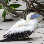 Red-footed Booby (image by Hannu Jännes)