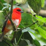 Red or Madagascar Fody (image by Hannu Jännes)