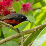 Red-vested Myzomela (image by Paul van Giersbergen)
