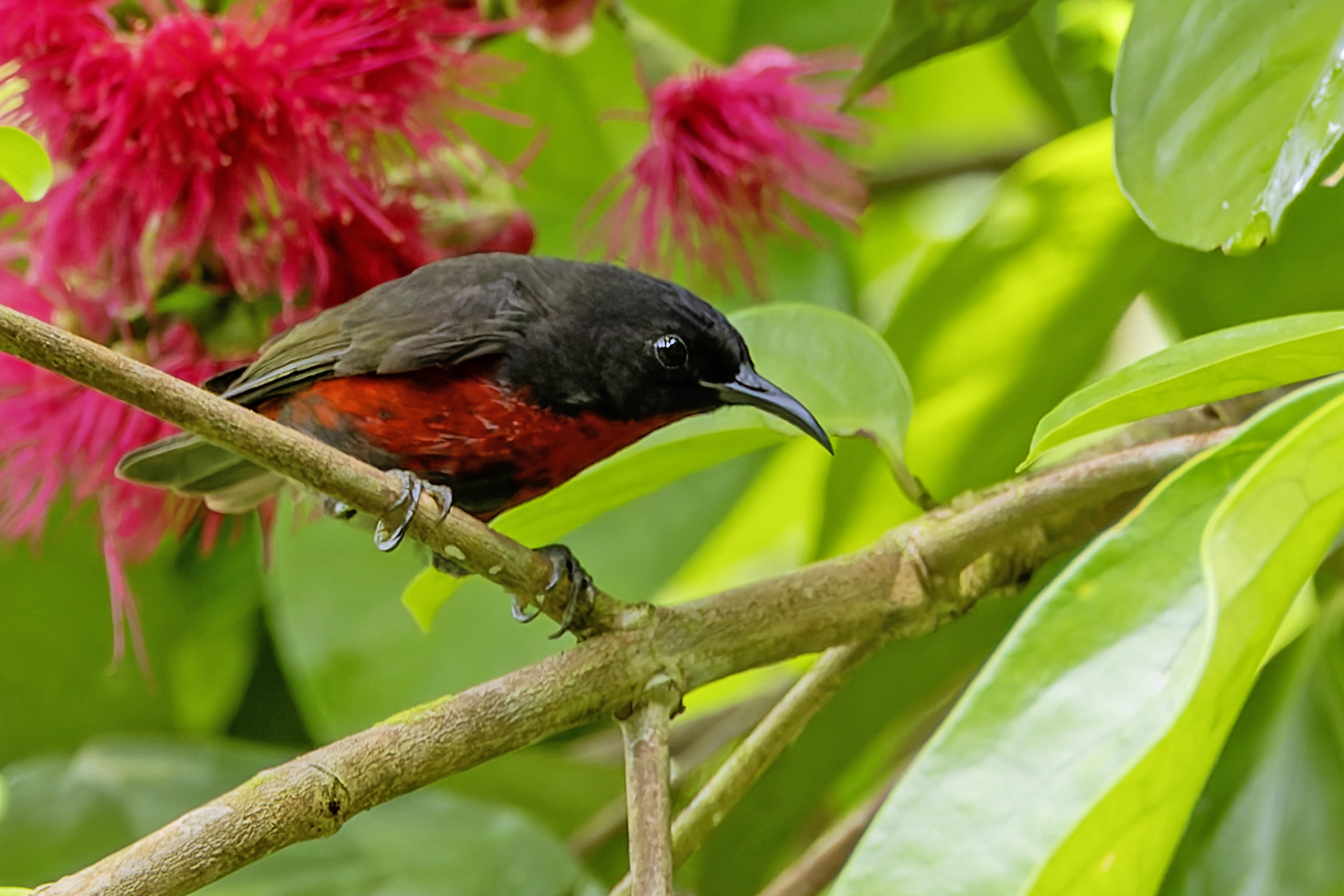 Red-vested Myzomela (image by Paul van Giersbergen)