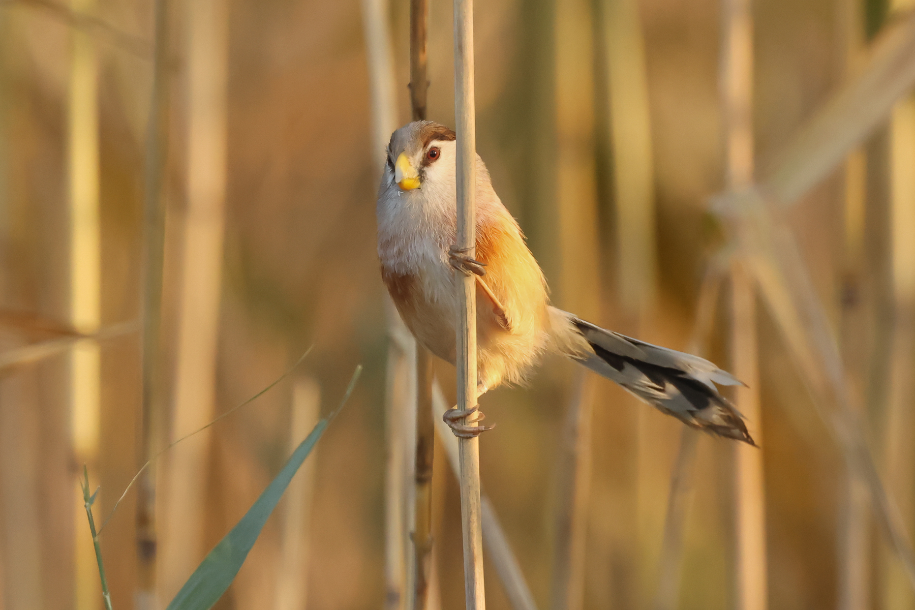 Reed Parrotbill (image by Vincent van der Spek)