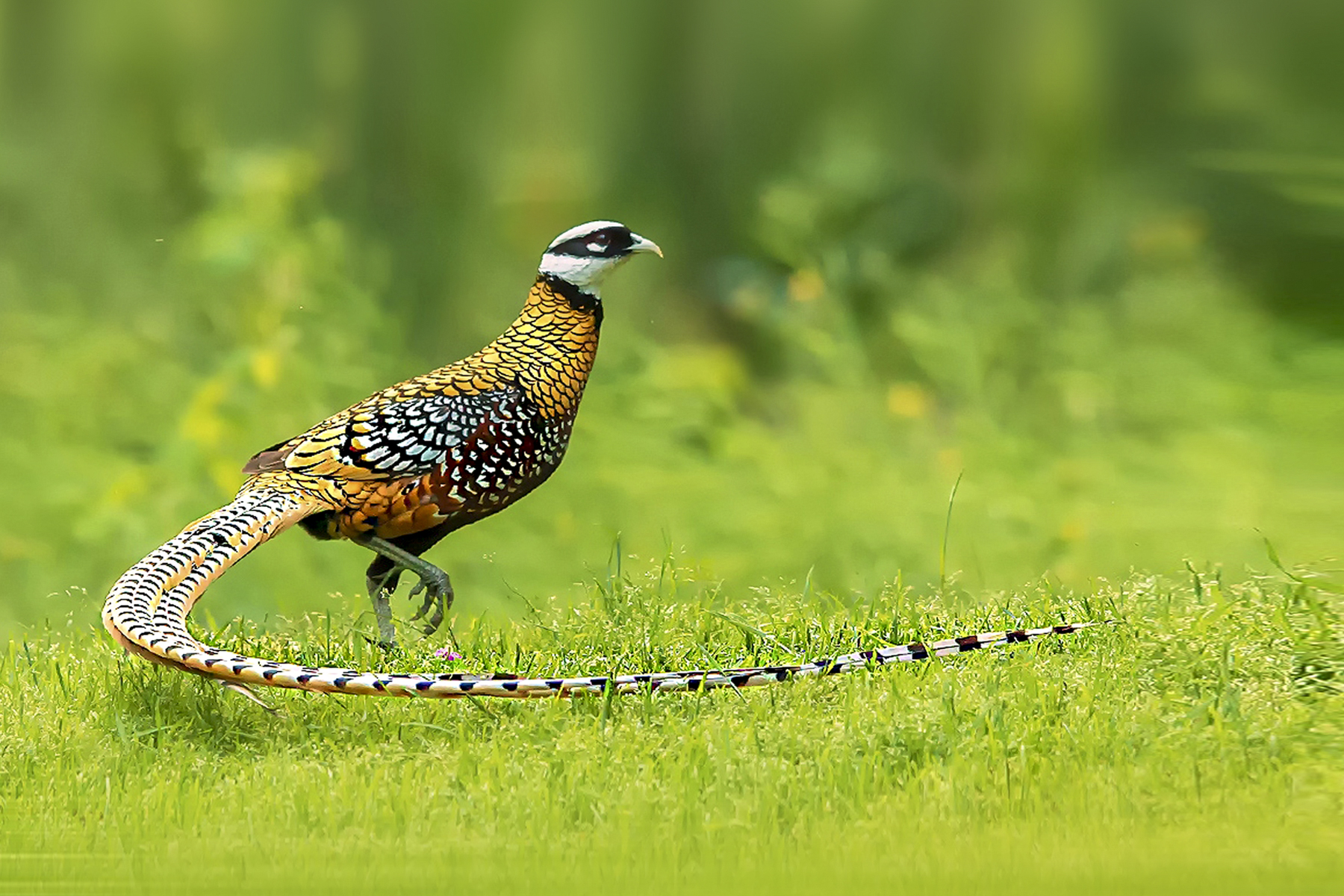Reeves's Pheasant (image by Wang Liqiang)