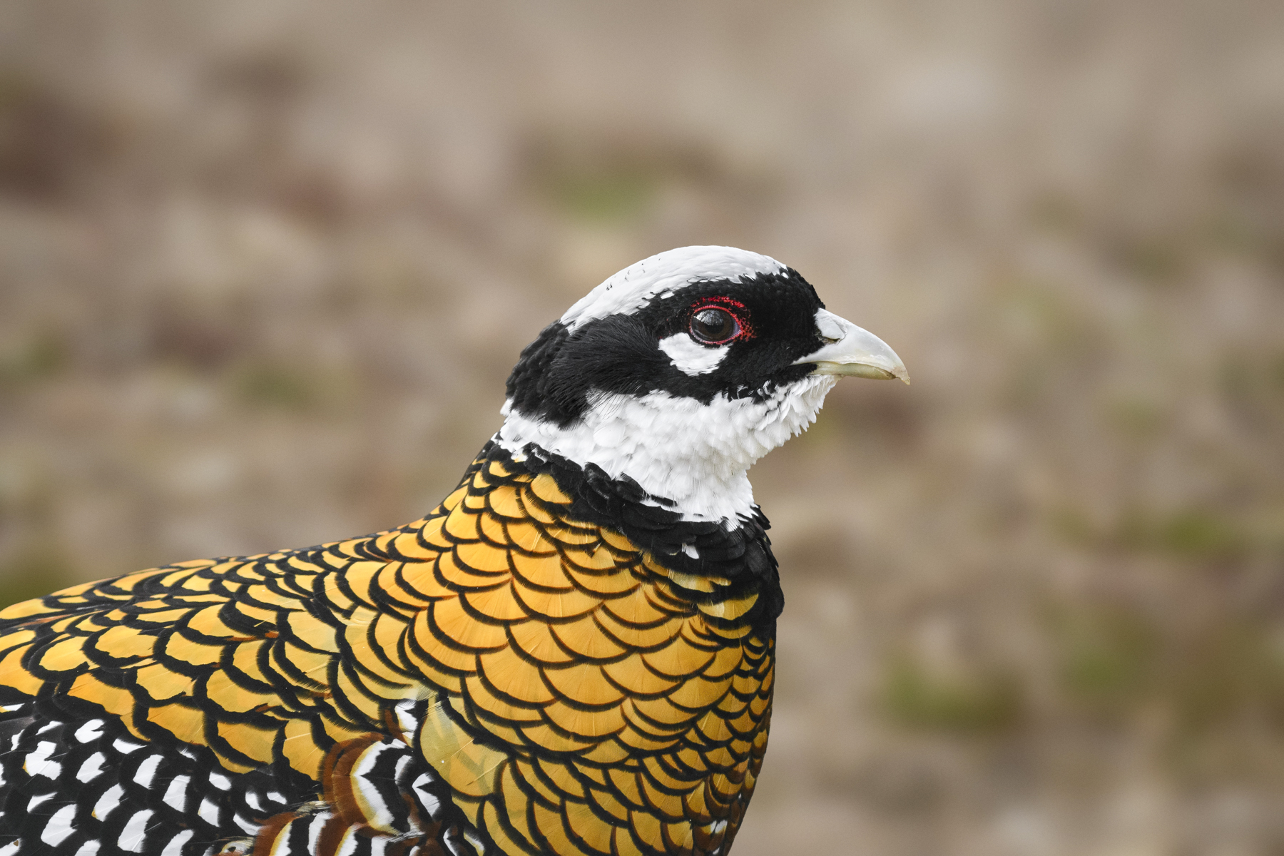 Reeves's Pheasant (image by castigatio)