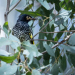 Regent Honeyeater (image by Simon Mitchell)