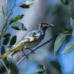 Regent Honeyeater (image by Simon Mitchell)