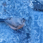 Rockwarbler (image by Simon Mitchell)