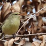 Rodrigues Warbler (image by Hannu Jännes)