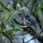 Rose Robin (image by Simon Mitchell)