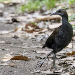 Roviana Rail (image by Paul van Giersbergen)