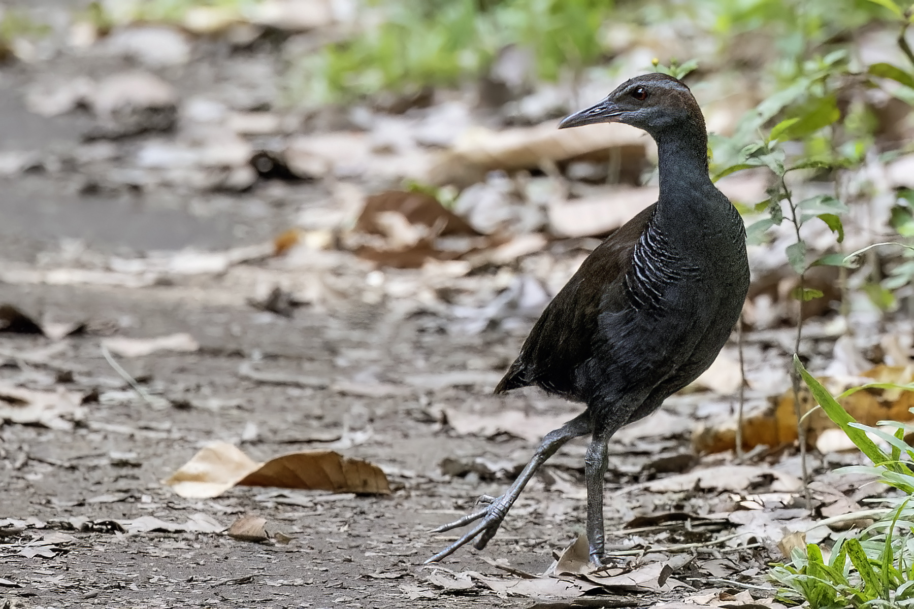 Roviana Rail (image by Paul van Giersbergen)