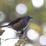 Rufous-sided Honeyeater (image by Dáni Balla)