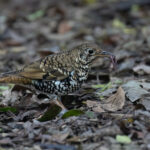 Russet-tailed Thrush (image by Simon Mitchell)