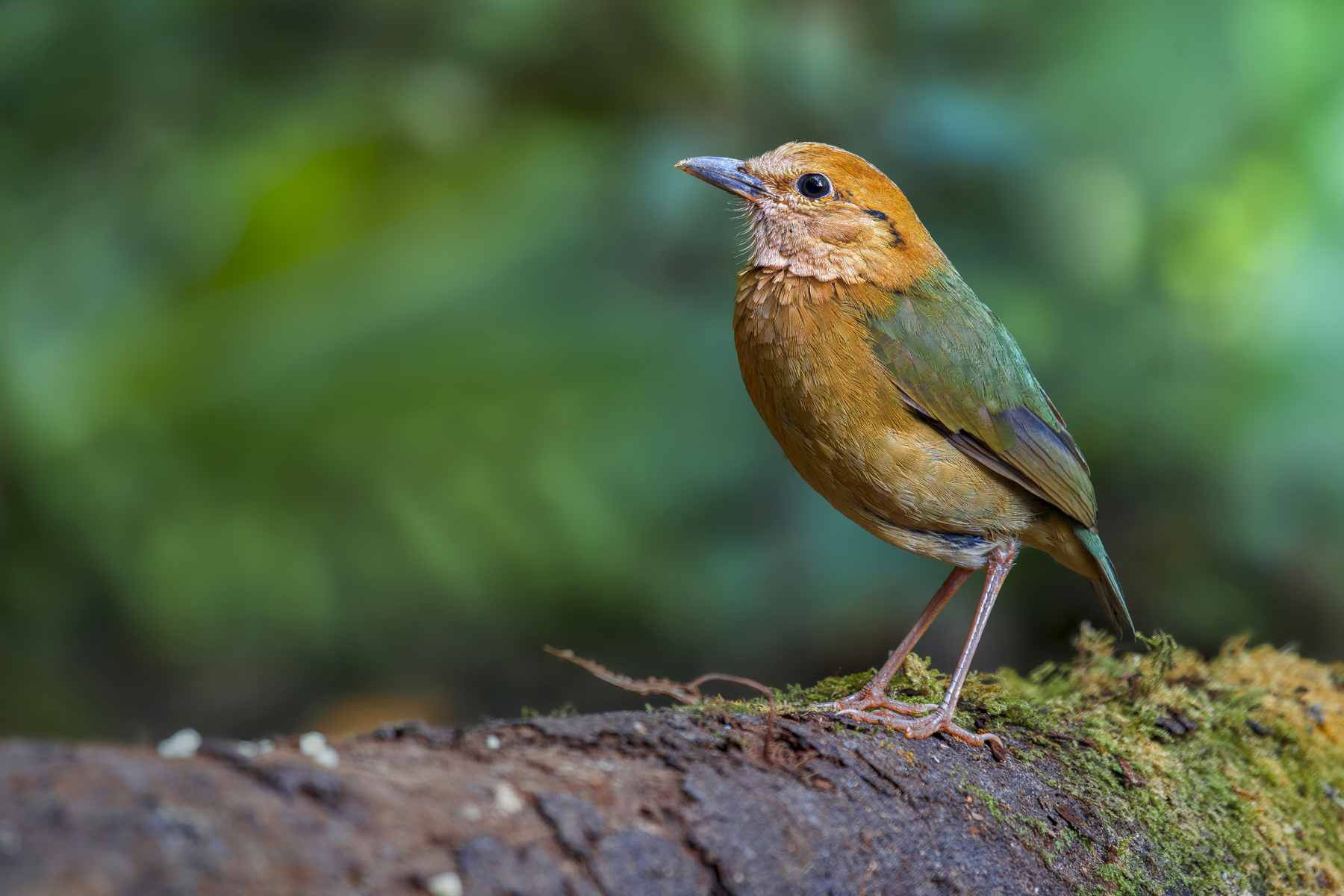Rusty-naped Pitta (image by Auttawee Phopairoj)