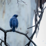 Satin Bowerbird (image by Simon Mitchell)