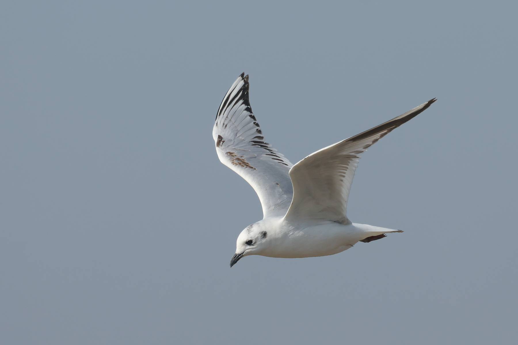 Saunders's Tern (image by Vincent van der Spek)
