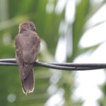 Seychelles Black Parrot (image by Hannu Jännes)