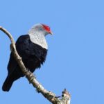 Seychelles Blue Pigeon (image by Hannu Jännes)
