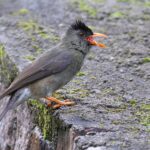 Seychelles Bulbul (image by Hannu Jännes)