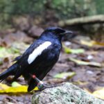 Seychelles Magpie-Robin (image by Hannu Jännes)