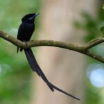 Seychelles Paradise Flycatcher (image by Hannu Jännes)