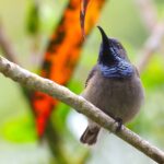 Seychelles Sunbird (image by Hannu Jännes)