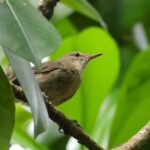 Seychelles Warbler (image by Hannu Jännes)