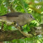 Seychelles White-eye (image by Hannu Jännes)